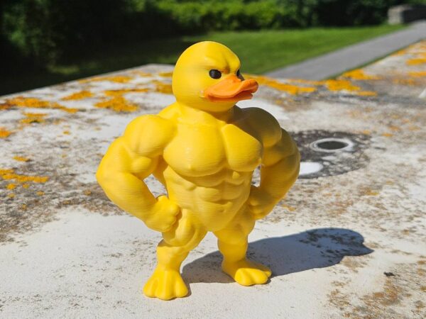 Muscular Duck